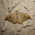 Drepana falcataria (Linnaeus, 1758)