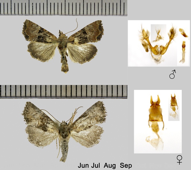 Mesoligia-furuncula-(Denis-&-Schiffermüller,-1775).jpg