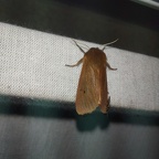 Phragmatobia fuliginosa (Linnaeus, 1758)