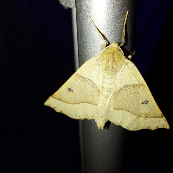 Crocallis elinguaria (Linnaeus, 1758)