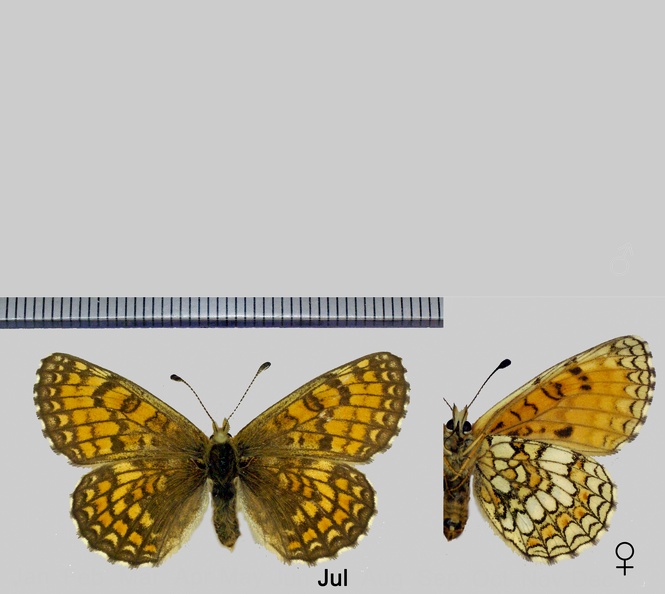 Melitaea parthenoides Keferstein, 1851