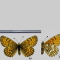 Melitaea parthenoides Keferstein, 1851