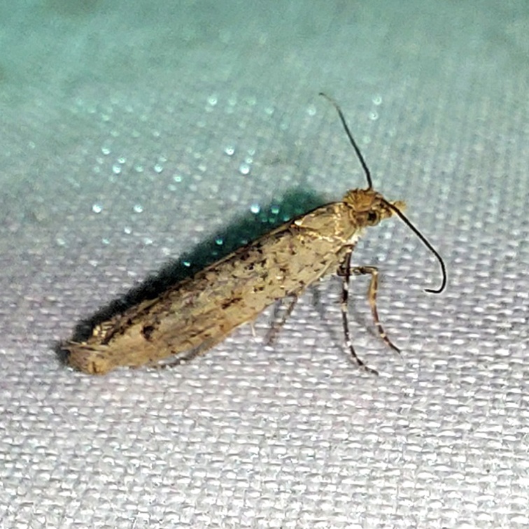 Ypsolopha ustella (Clerck, 1759)