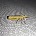 Agriphila tristella (Denis & Schiffermüller, 1775)