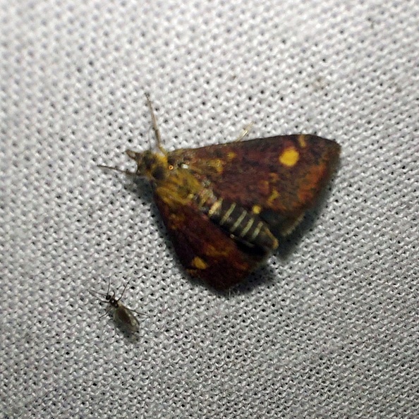 Pyrausta aurata (Scopoli, 1763)