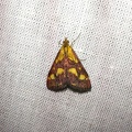 Pyrausta aurata (Scopoli, 1763)