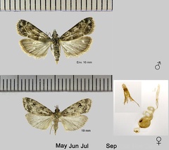 Eudonia mercurella (Linnaeus, 1758)