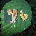 Thyatira batis (Linnaeus, 1758)-Chenille