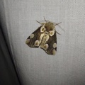 Thyatira batis (Linnaeus, 1758)