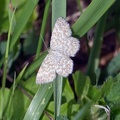 Scopula immorata (Linnaeus, 1758)