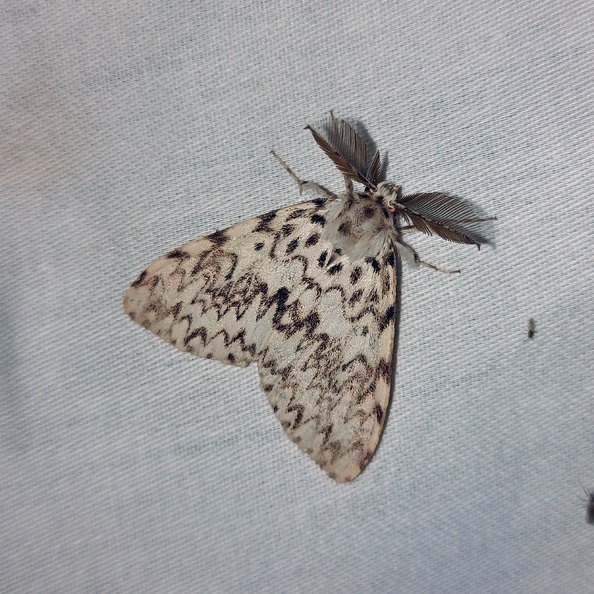 Lymantria monacha (Linnaeus, 1758)