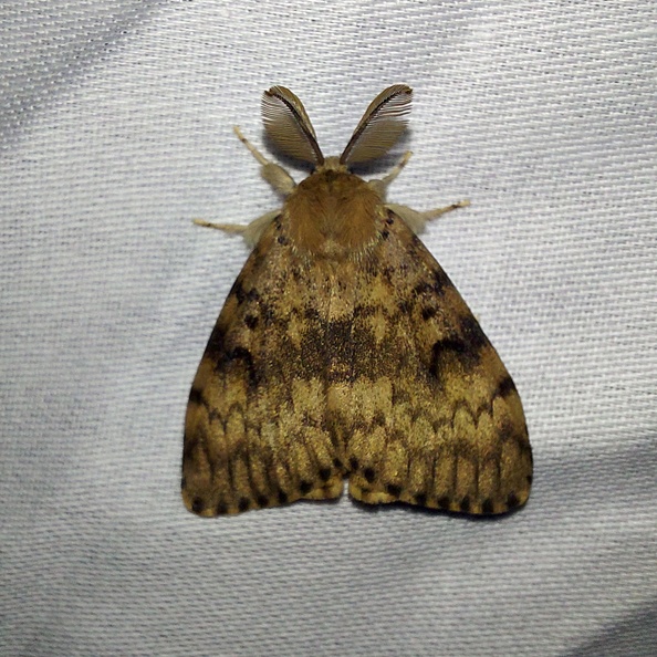 Lymantria dispar (Linnaeus, 1758)