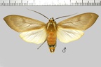 Amastus aloniae (Schaus, 1933)