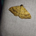 Camptogramma bilineata (Linnaeus, 1758)