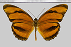 <!--hidden-->Dryadula phaetusa (Linnaeus, 1758)
