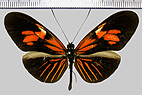 <!--hidden-->Heliconius erato erato m.udalrica (Cramer 1780)