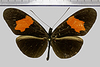 <!--hidden-->Heliconius erato hydara Hewitson, 1867