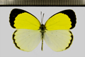 <!--hidden-->Pyrisitia venusta (Boisduval, 1836)