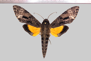 Isognathus swainsonii Felder & Felder, 1862-GîteTikilili.jpg