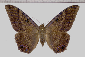 Ascalapha odorata (Linnaeus, 1758)-Piste de Kaw.jpg