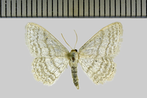 Idaea subsericeata (Haworth, 1809)-Oinville-sous-Auneau.jpg