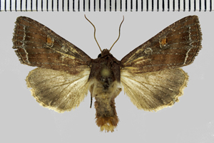 Lacanobia oleracea (Linnaeus, 1758)-Argentenay.jpg