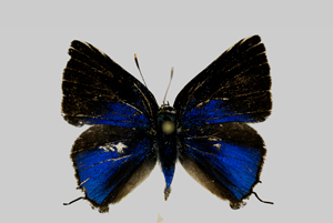 Tmolus echion (Linnaeus, 1767)-Crique crevette.jpg