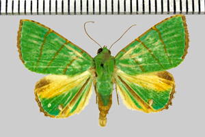 Eulepidotis viridissima (Bar, 1876)-GîteTikilili.jpg
