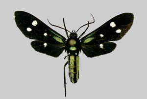 Calonotos aequimaculatus Zerny, 1931-Piste de Kaw.jpg