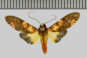 Coiffaitarctia steniptera (Hampson, 1905)-Cacao.jpg
