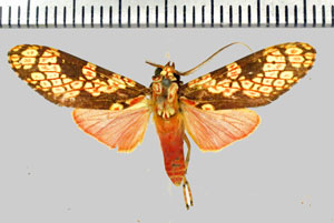 Cresera affinis (Rothschild, 1909)-Patawa (Camp de).jpg