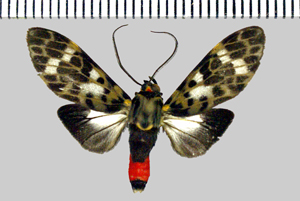 Eucereon metoidesis Hampson, 1905-Piste de belizon.jpg