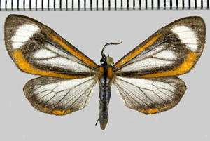 Hyalurga leucophlebia Hering, 1925-Patawa (Camp de).jpg