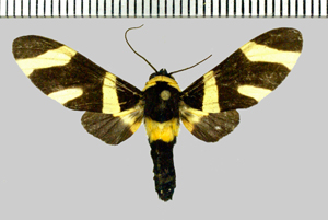 Viviennea zonana (Schaus, 1905)-Patawa (Camp de).jpg