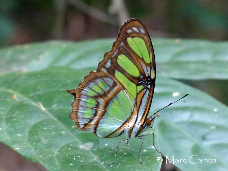 Philaethria dido (Linnaeus, 1763)