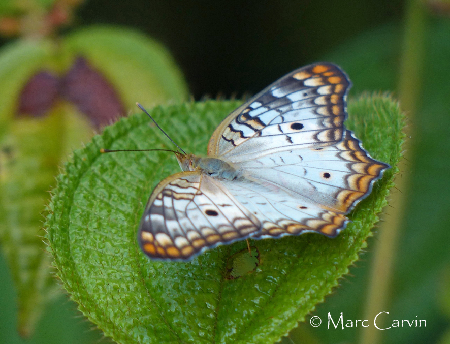 Anartia jatrophae (Linnaeus, 1763)