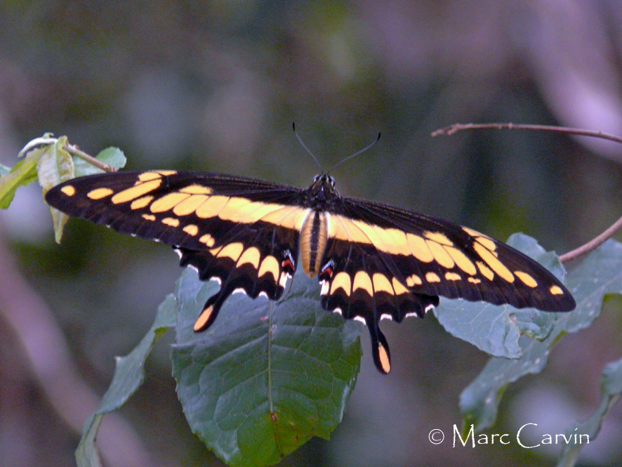 Papilio thoas thoas Linnaeus, 1771