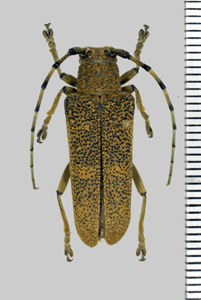 Saperda carcharias (Linnaeus, 1758)-Forêt de Senonches.JPG