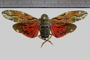 Aracynthus sanguineus (Olivier, 1791)-GîteTikilili.jpg