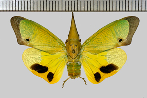 Odontoptera carrenoi Signoret, 1849-Gîte Tikilili.jpg