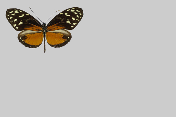 Nymphalidae-Costa Ricac.jpg