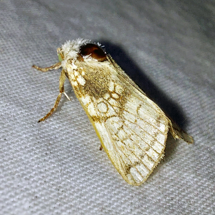 Dicycla oo (Linnaeus, 1758)