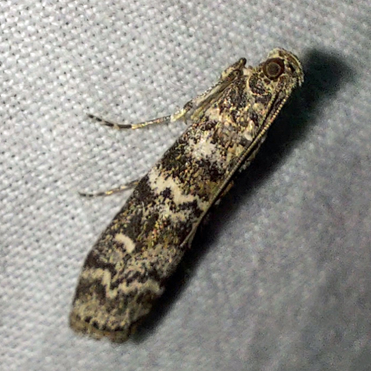 Dioryctria abietella (Denis & Schiffermüller, 1775)