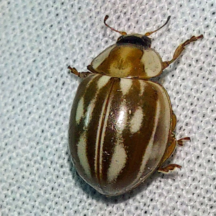 Myzia oblongoguttata (Linnaeus, 1758)