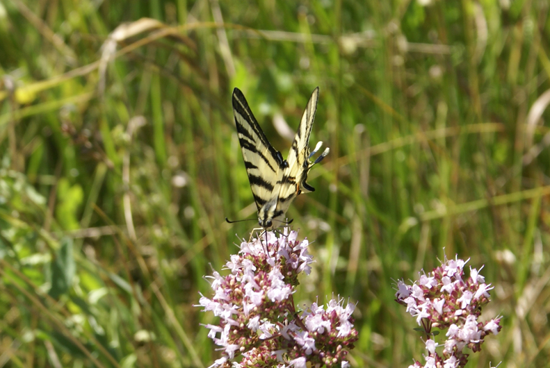 Iphiclides podalirius (Linnaeus, 1758)